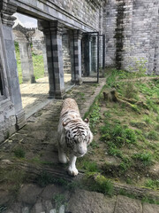 tiger raubkatze natur