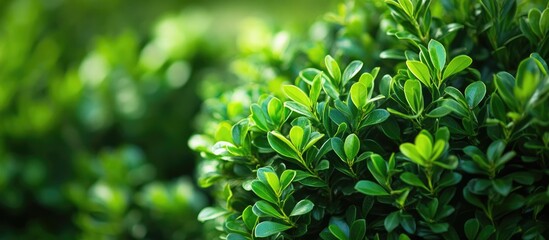 Obraz premium Close up of lush green Boxwood shrubs in spring garden setting with soft blurred background showcasing vibrant foliage and landscape design elements