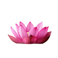 Beautiful pink lotus flower blooming gracefully on water.