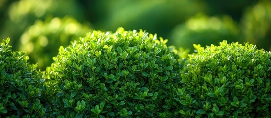 Close up of lush green boxwood shrubs in a spring garden setting, vibrant colors with round hedges, creating a serene landscaped background.