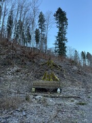 A moss-covered tree stump resembling a humanoid figure sits behind a wooden bench in a forest...