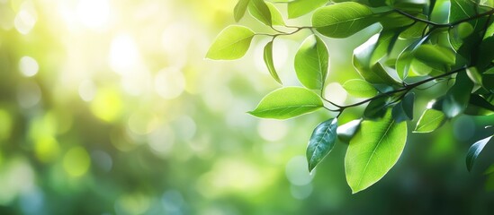 Obraz premium Green leaves with soft bokeh light creating a tranquil atmosphere in a sunlit garden, positioned on the left side for copy space on the right.