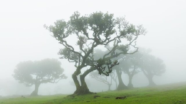 Mystic tree in Fanal forest in Madeira island, Portugal Foggy