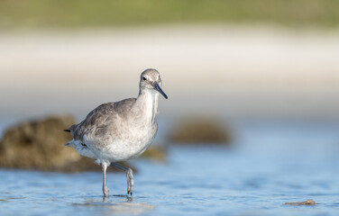 A willet bird standing in shallow water close up. 
