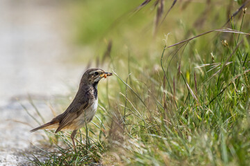 A mother bluethroat (Luscinia svecica) has collected some insects in the grass for her babies and is holding them in her beak