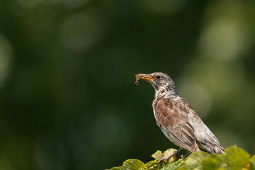 An adult fieldfare (Turdus pilaris), at the top of chestnut tree, with many insects in its beak to feed its young. Copy space. Blurred green background. Bokeh