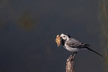 The white wagtail (Motacilla alba) perching on a wooden stake, against a background of water, with plenty of food (mainly insects) for its babies
