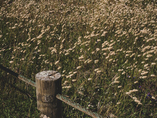 Field of hare's tail grass with rope fence.rope wooden post