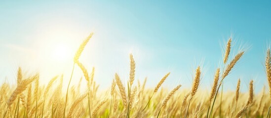 Golden wheat field under a bright blue sky with sunlight glistening in the background creating a serene and vibrant summer landscape.