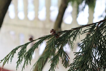 Dark green branches of a Christmas tree
with small brown cones