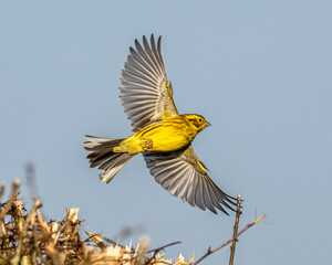 Yellowhammer in flight. Red listed British bird.  © Robert Parker