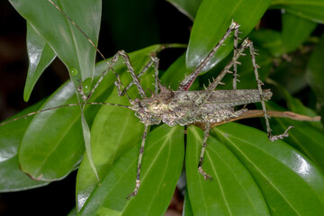 Southern Spiny Forest Katydid (Phricta aberrans) - Unusual Spiky Insect