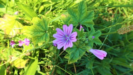 White flower with purple vertical stripes with green leaves on green grass background