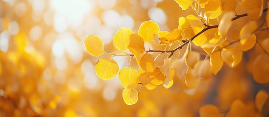 Close up of vibrant yellow autumn foliage with shallow depth of field, soft sunlight filtering through leaves in blurred background.