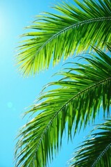 Fototapeta premium Lush green palm fronds sway gently under vibrant blue skies, sunlit , vacation, warmth, beach