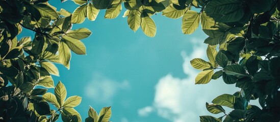 Lush green leaves frame a bright blue sky with soft clouds creating ideal copy space for nature-themed designs and advertisements.
