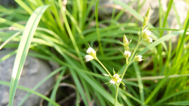 Medicinal plant: Elytrigia repens. Couch-grass