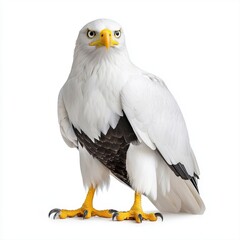 Obraz premium Majestic white-tailed eagle with distinctive black chest posed elegantly against an isolated pure white background