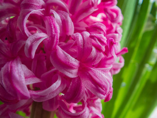 Close-Up View of Pink Blooming Hyacinth Flower Against Green Background