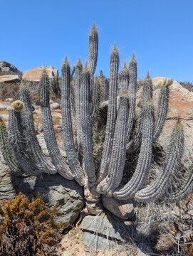 Coastal desert of northern Chile. Eulychnia breviflora, a candelabriform or arborescent columnar succulent.