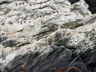 Chile, La Serena. Choros Islands, the part of the Humboldt Penguin National Reserve. Colonies of birds and penguins on cliffs. Blue-footed Booby, a seabird of the booby family, Humboldt penguins.