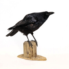 Taxidermy carrion crow (Corvus corone) photographed in the studio with a white studio background.