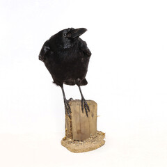 Taxidermy carrion crow (Corvus corone) photographed in the studio with a white studio background.