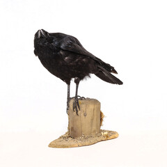 Taxidermy carrion crow (Corvus corone) photographed in the studio with a white studio background.