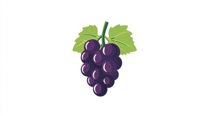 Fresh dark purple grapes on vine