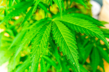 Cannabis plant and green leaves and white flowers. Growing organic medicinal cannabis plant indoors for CBD