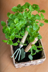 Fresh lemon balm herbs in a wicker pot with garden tools. Home gardening, hobby concept. Garden...