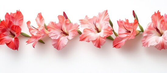 Obraz premium Gladiolus flowers in shades of pink and coral arranged in a horizontal line against a clean white background creating an elegant floral display