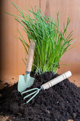 Green chives sprouting in the ground with home gardening tools. Growing aromatic herbs at home....