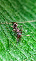 gros plan sur une fourmi sur une feuille vert