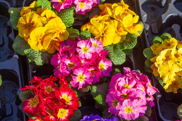 Bunt  Blühende Primeln auf einem Blumenmarkt, Closeup, Deutschland