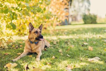 Mix breed dog laying on a lawn with yellow autumn trees in background
