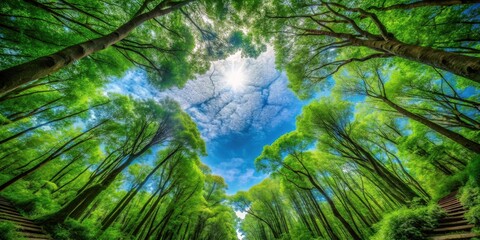 Fototapeta premium Looking Up at a Sunlit Canopy of Lush Green Trees and a Blue Sky with Puffy Clouds on a Pleasant Day Along a Winding Wooden Staircase Path