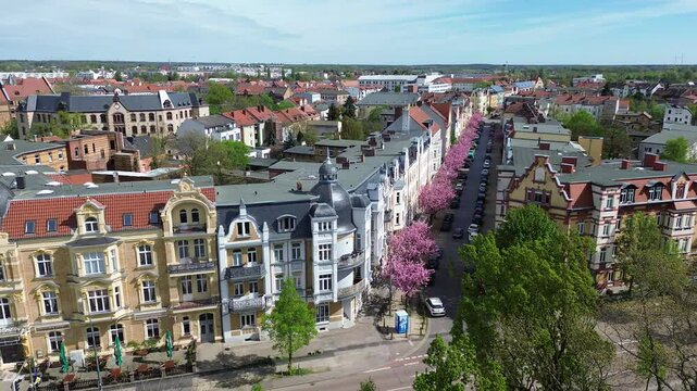 Wittenberg: Bl&uuml;hende Mandelb&auml;ume in der Heubnerstra&szlig;e