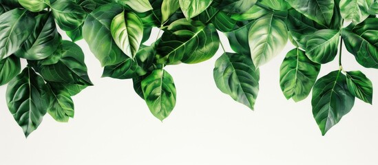 Fototapeta premium Lush green leaves arranged at the top edge against a clean white background creating a vibrant and fresh contrast ideal for natural themes.