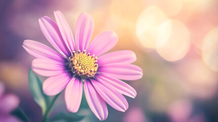 Purple daisy in soft focused natural light with blurred background