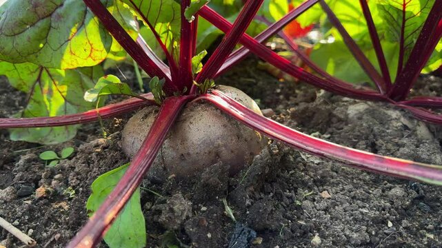  Close-up of ripe beetroot in garden soil, ready for harvest. A nutrient-dense root vegetable, ideal for healthy diets and farm-fresh meals