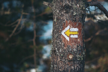 Brightly painted arrow in white and yellow is visible on a textured tree trunk amidst a tranquil forest setting. The direction indicates the path for hikers exploring the area