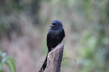 blackbird on a branch