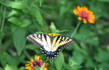 Swallowtail Butterfly on Zinnia flower with Green Background at Garden in a Hot Summer Day in Indianapolis, IN, USA