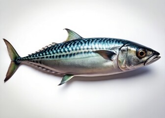 Obraz premium Night Photography Black Sea Mackerel, Seafood, Fish, White Background, Dark, Still Life, Food Photography, Culinary, Ocean, Sea, Delicious, Fresh.