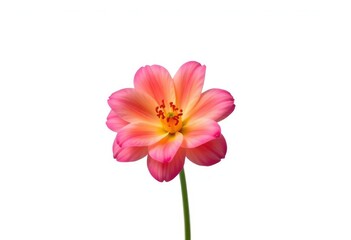 A single, vibrant bloom isolated against a pure white backdrop, white background, blossom