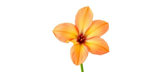 Obraz premium A single, vibrant bloom isolated against a pure white backdrop, nature, graphic