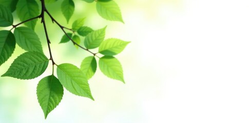 Obraz premium Delicate branches with soft green leaves isolated on white background, trees, leaf, isolation