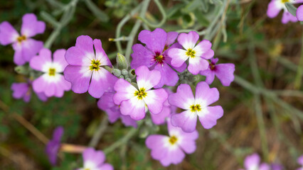 Obraz premium Close-up of vibrant virginia stock (Malcolmia maritima) flowers with a blurred natural background