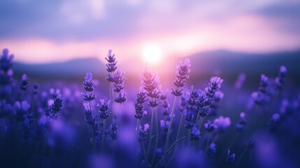 Fototapeta premium Lavender field at sunset with soft purple hues and a glowing sun in the background